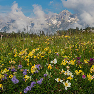 Velika Planina - Flowering alpine meadow